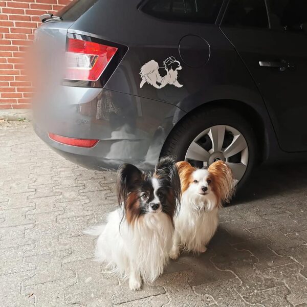Papillon bil