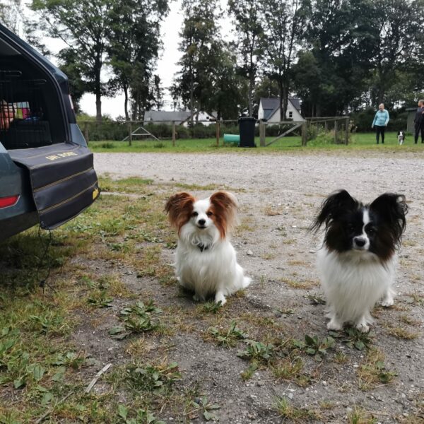 Sidste agility træning for denne omgang