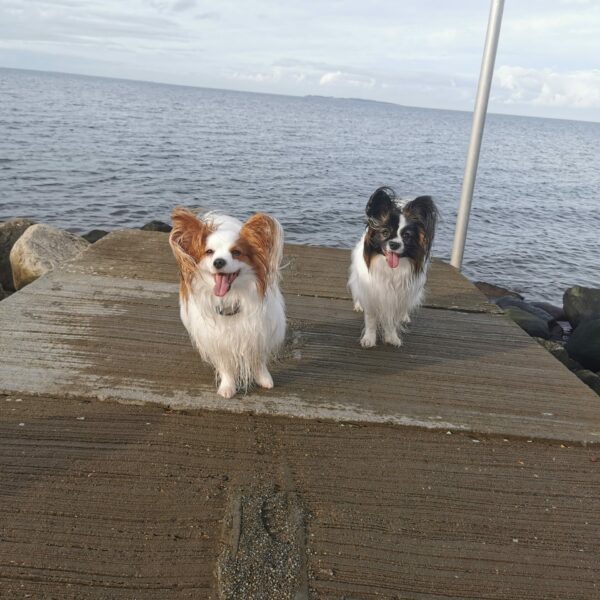 Strandtur med en bjergged