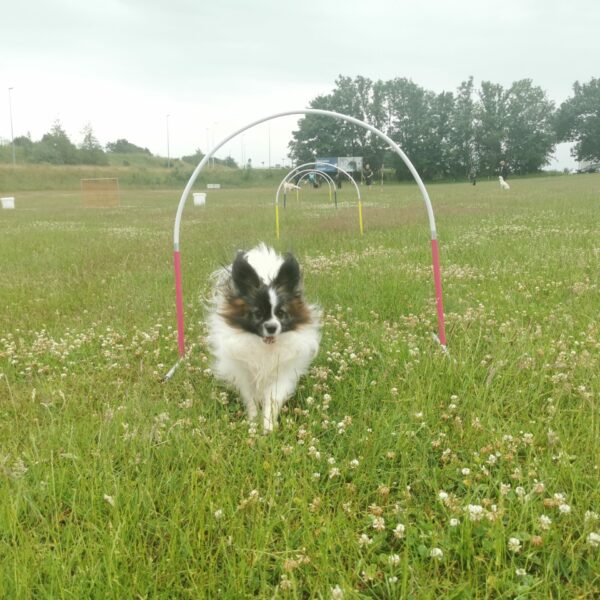 Sommerafslutning i DcH Støvring