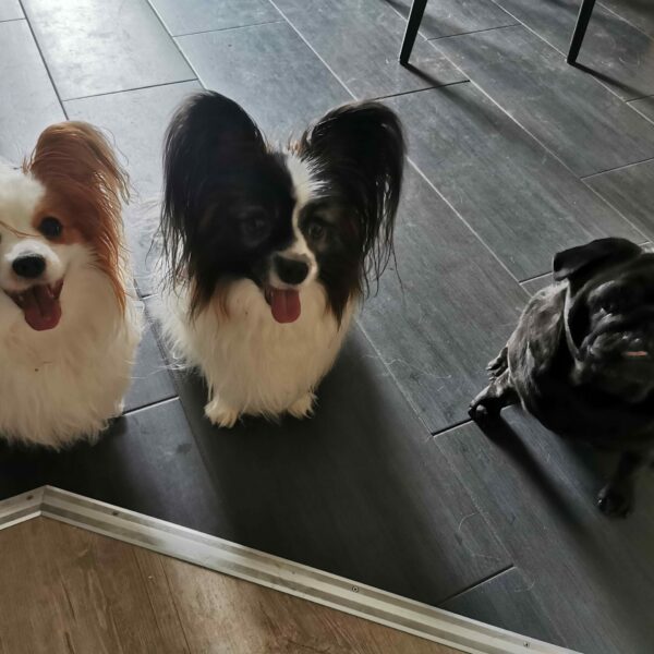 Smukke hunde
