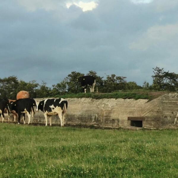 Mooo