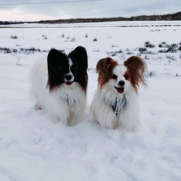Poterne i sneen