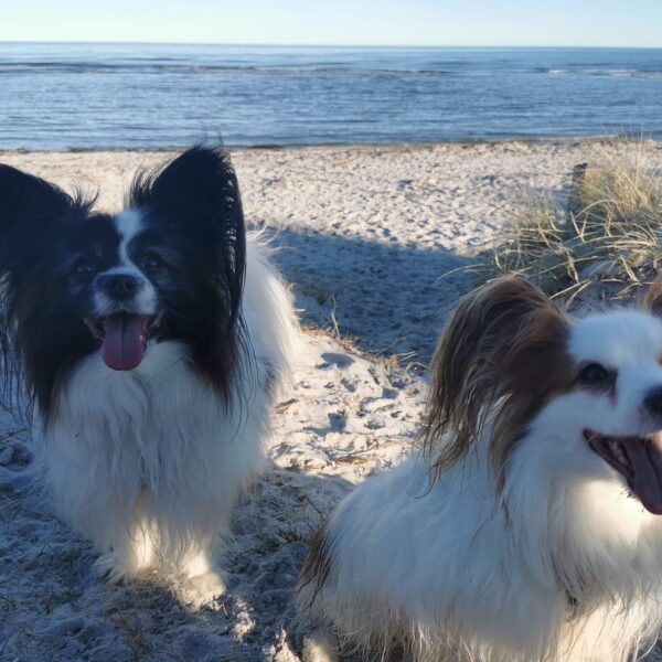 Strandsommerfugle